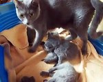 Portée de 5 chatons chartreux - Chatterie du jardin des lutins