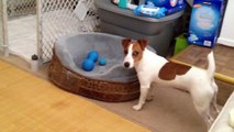 Jack russell terrier wants to play