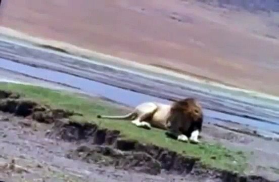 Documental de Leones El Cuerno del Búfalo Mata a la Leona. El Documental.