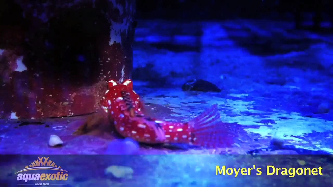 Moyer's Dragonet