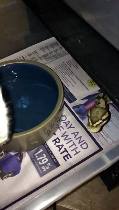 Hypo (Ghost) Ball Python Feeding (Slo-Mo)