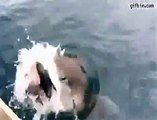 Shark steals fisherman's fish Clip