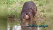 LibraryLook: European beaver - castor fiber - bever