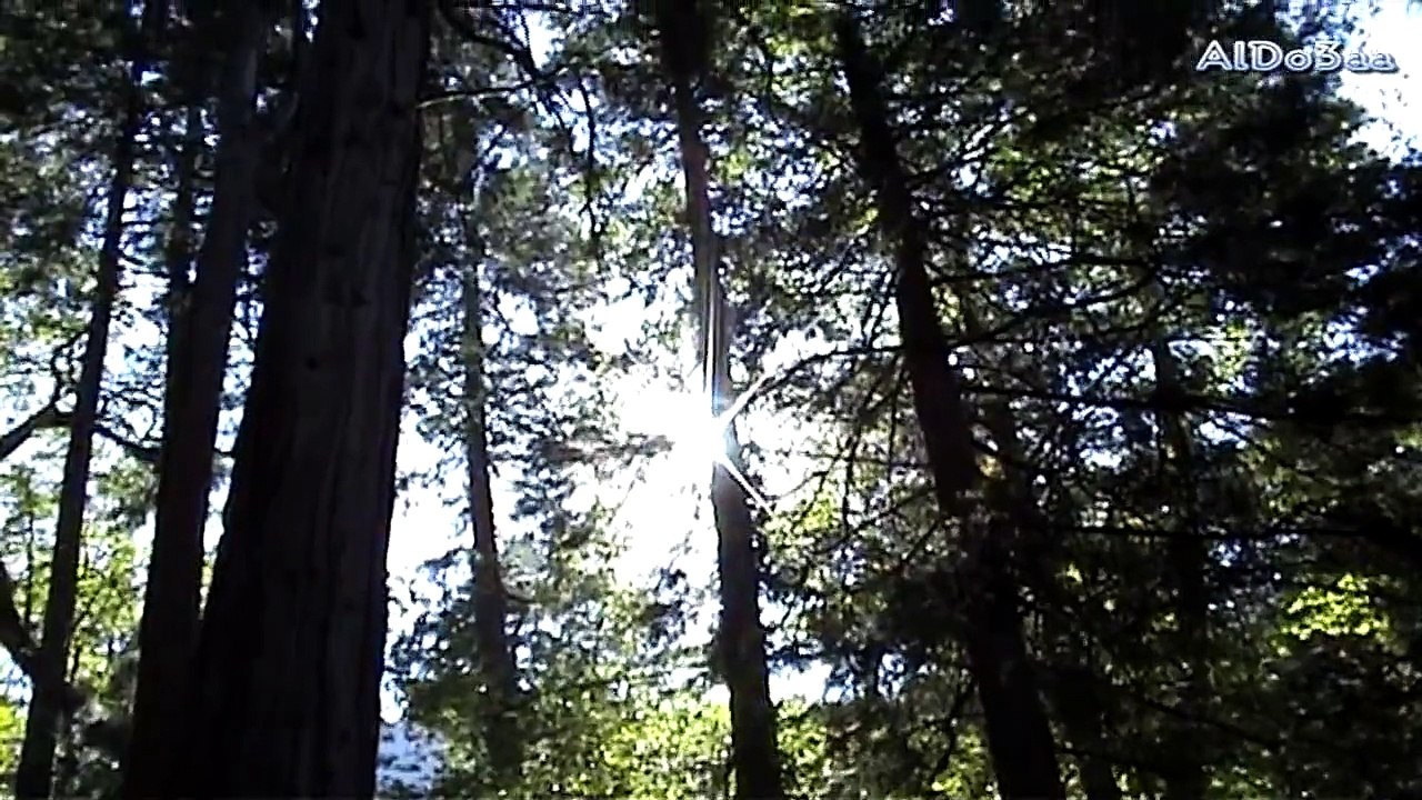 دعاء النور - أبا ذر الحلواجي Duaa Alnoor