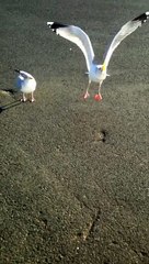 Welsh dancing seagull