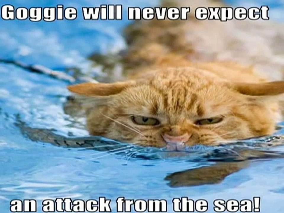 Very Funny Cats 58