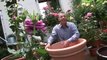 Rosier en pot : planter un rosier sur son balcon
