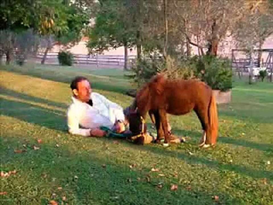 Cavalli Falabella - Argentinian Falabella Horses
