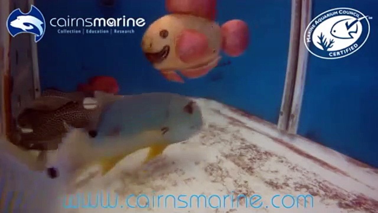 Potato Cod: Iconic Megafish