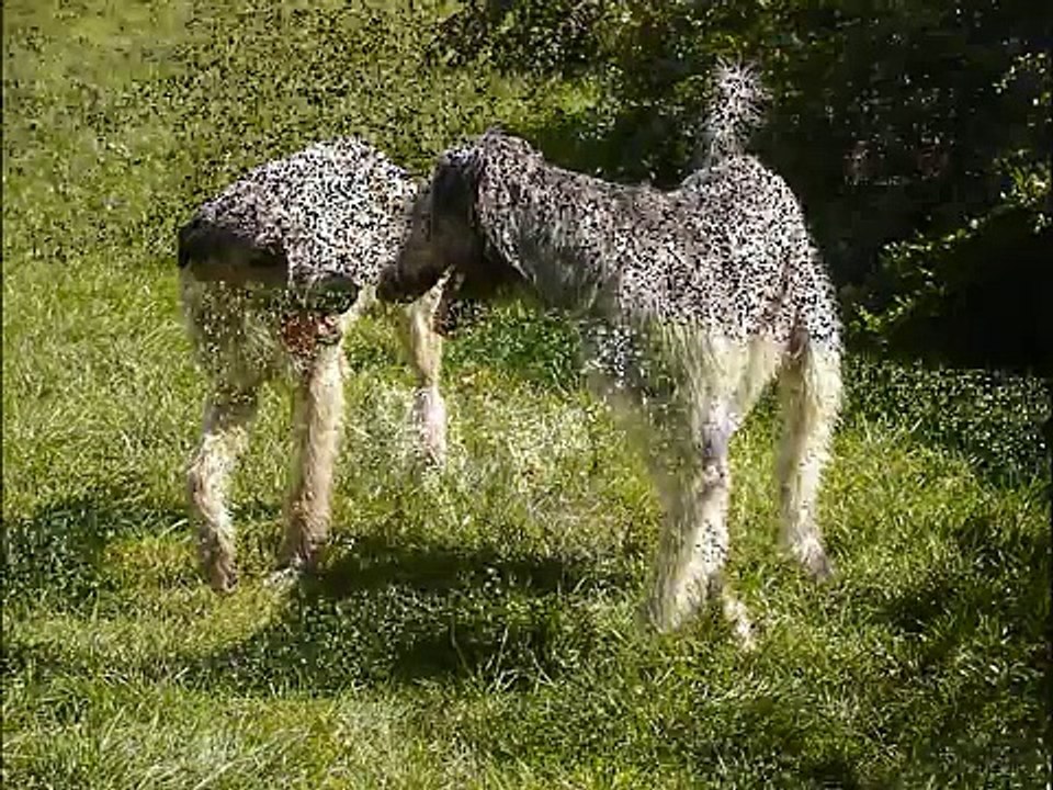 Irish Wolfhound Video