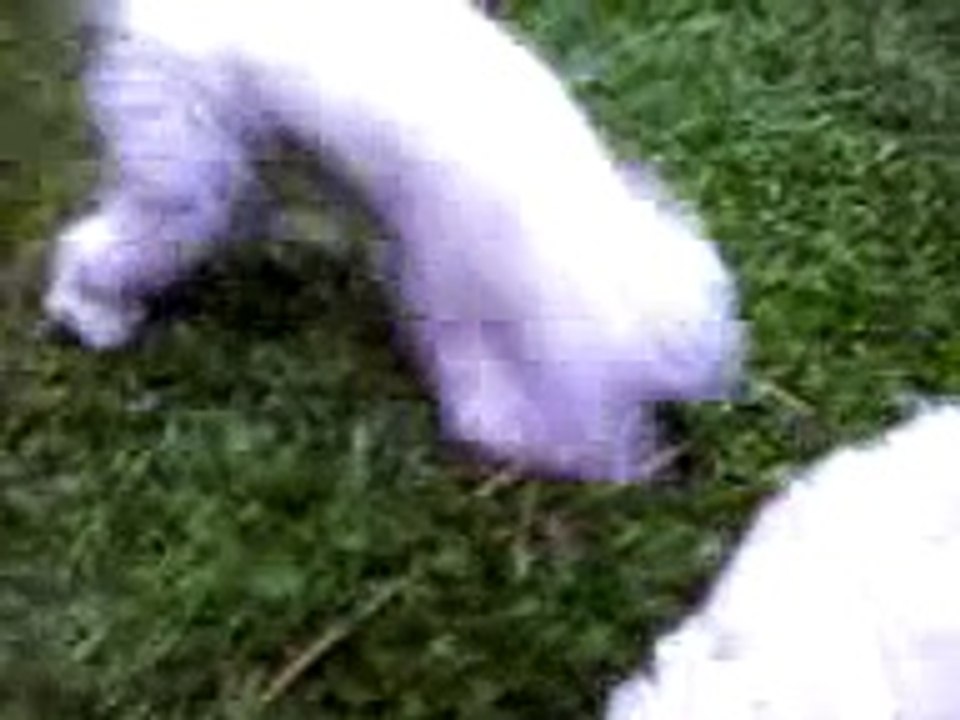 la perrita mimi