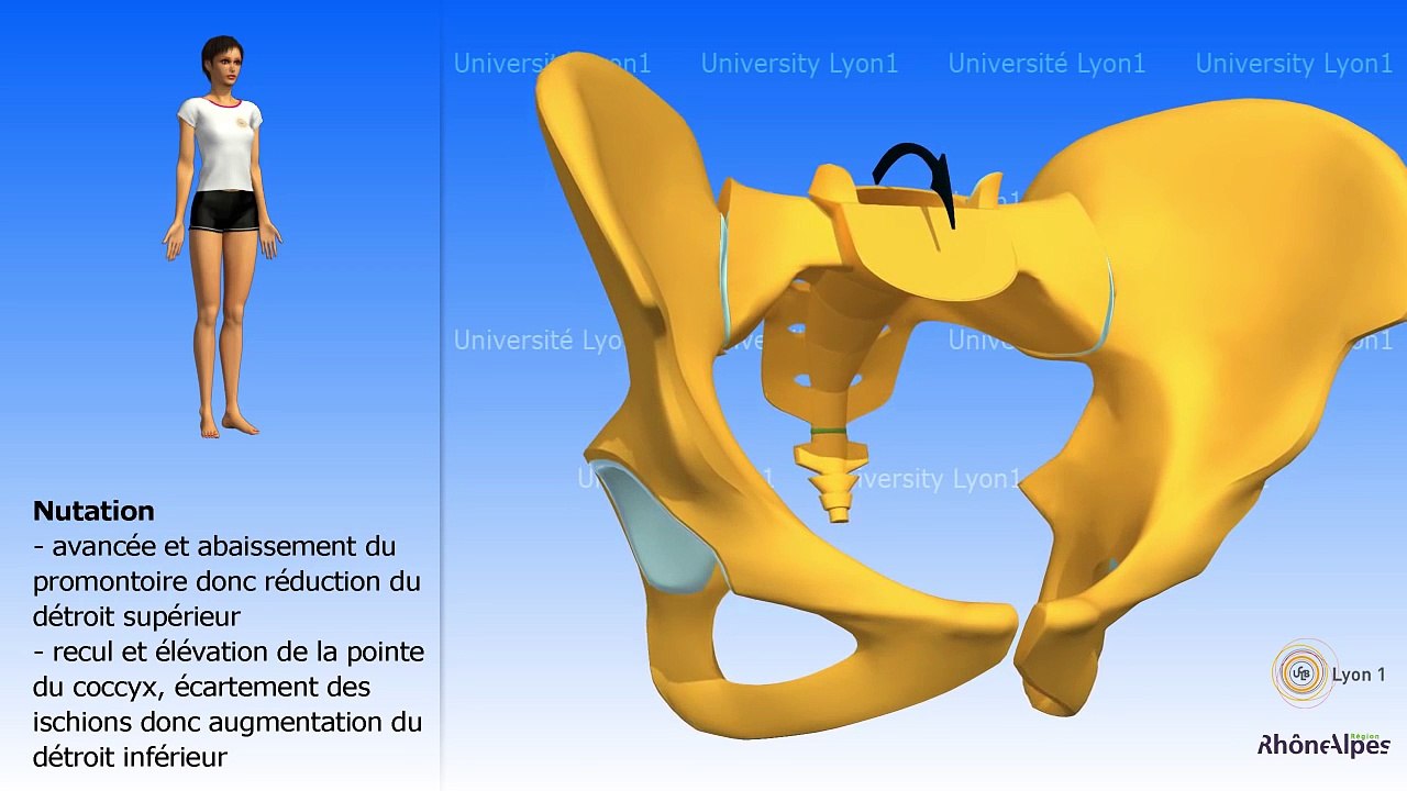 Bassin Mouvements de nutation et de contre-nutation Le cas de l'accouchement