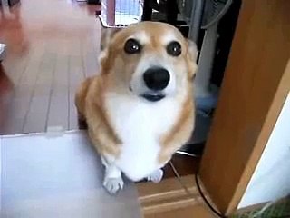 コーギーしずくりん　怒られて