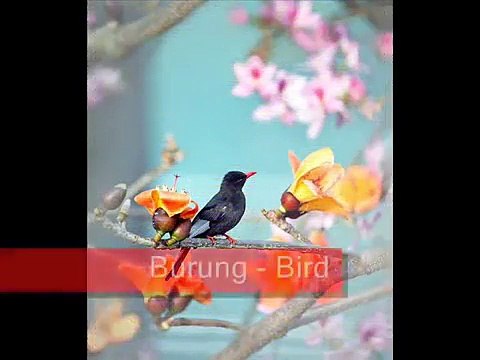 Nama - nama binatang, Bahasa Indonesia dan Inggris