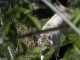 Temaikèn - Tigres de bengala