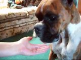 Well Trained Boxer Dogs