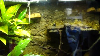 Bird poop frog set up (hyla marmorata)