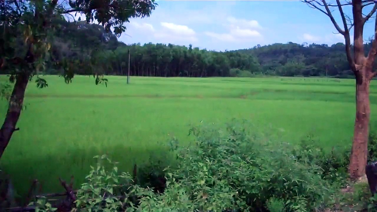 paddy fields