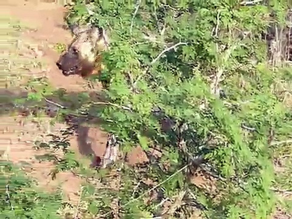 WILD DOGS  LYCAONS CHIENS SAUVAGES "POOFY" AND THE PACK