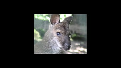 Look That Funny and cute Animal - Kangaroo - Compilation 2015