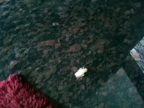 White Cockroach