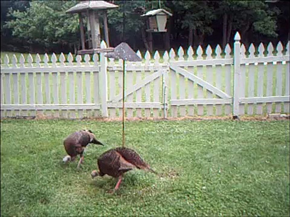 I need a larger bird feeder