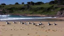 Crested Terns at Tura Beach, southern New South Wales, Australia