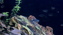 Sparkling Gourami and Celestial Pearl Danios in the 450L