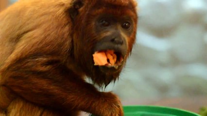 Dinner time with Balu the howler monkey
