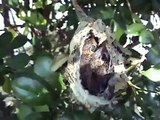 Colibris 2 pichones en su nido
