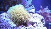 Nano Reef Update - New corals