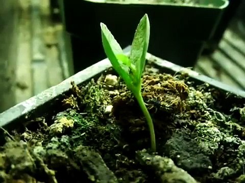 Ladybug Larvae eats Spider Mites