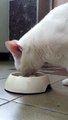 Big white cat fighting with her new slow food bowl.