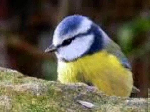 Mesange bleue - chant