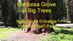 Mariposa Grove - Giant Sequoias