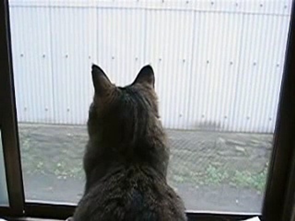猫が鳥の鳴き声を真似。