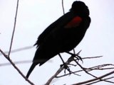 Red-winged Blackbird singing