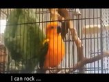 ANGRY BIRDS Funny Animals Videos Funny Fails Comedy Conures Bell (Animal Funny Video 2013)