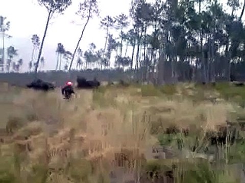 tir d'un cerf 10 cors dans les Landes