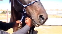 Pegasus Training Halter Demo: Draft Horses