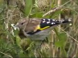 Goldfinch     (Carduelis carduelis)