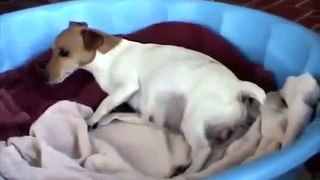 Jack Russell Gives Birth 2015