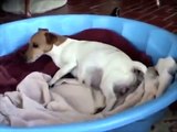 Jack Russell Gives Birth 2015