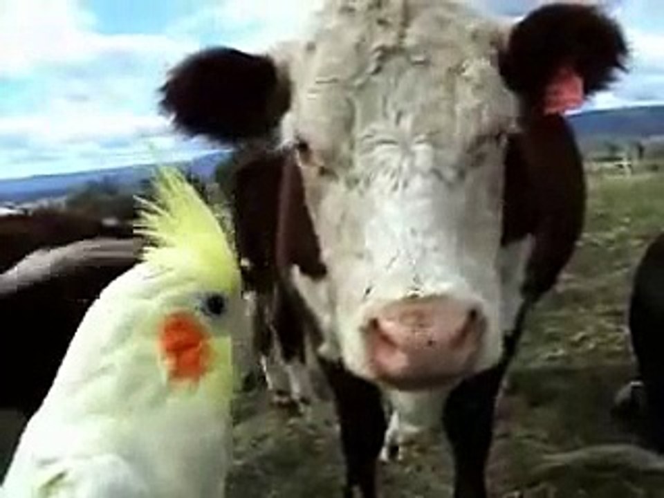 COCKATIEL/PARROT  ADVENTURES - a must see !!