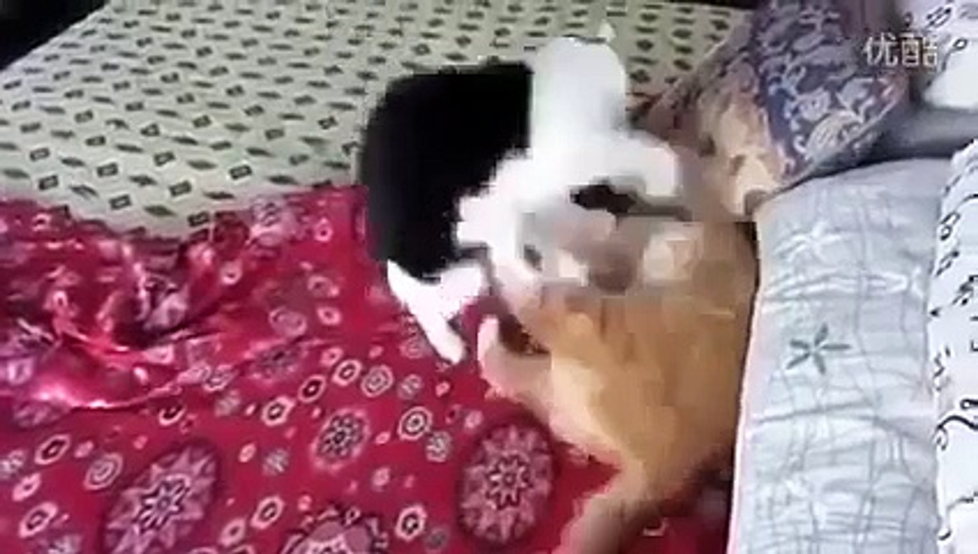 funny cats,funny animals,funny video,cat fights