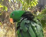 Eclectus Parrot Talking