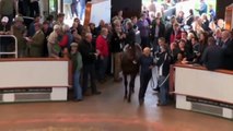 Most Expensive Racing Horse - Record Breaking Sale for Thoroughbred