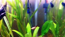 Male Bettas Living Together