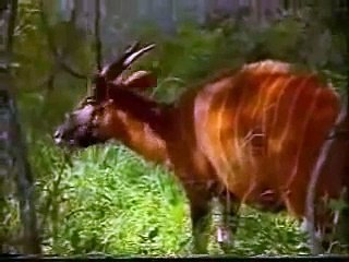 حيوانات الغابة