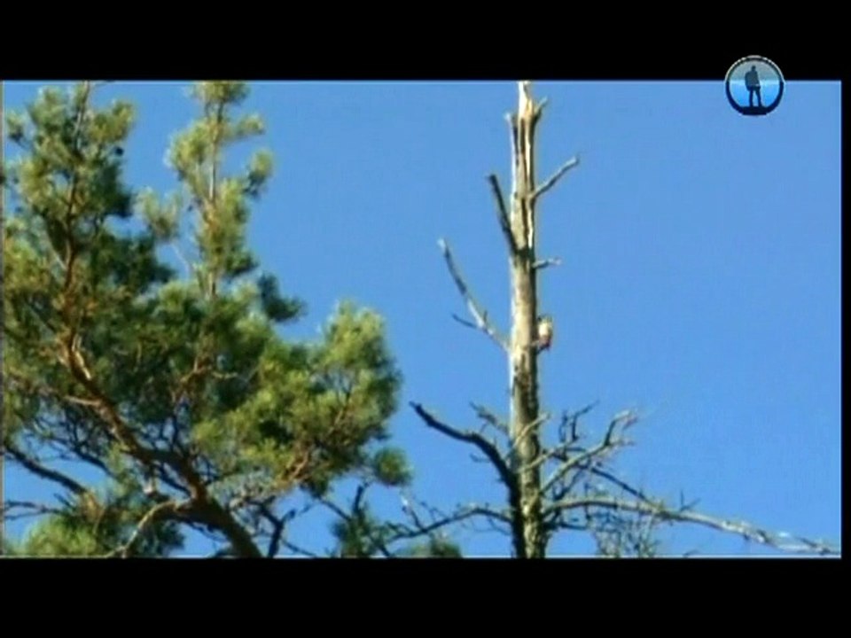 Рейтинг Тимофея Баженова - Суровый край